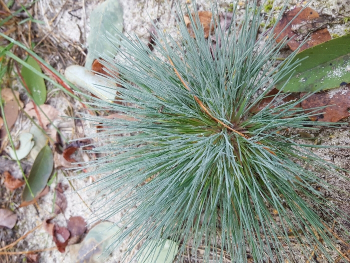 Овсяница festuca glauca