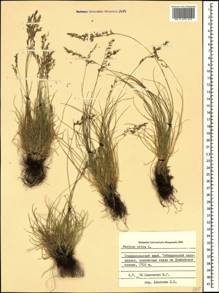 Овсяница типчак