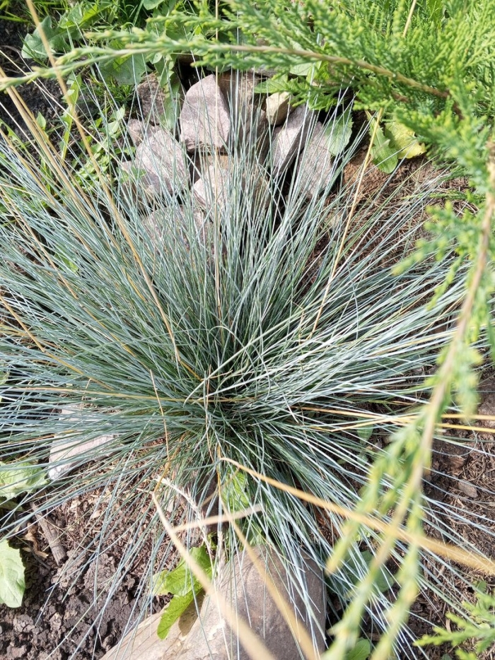 Овсянница сизая