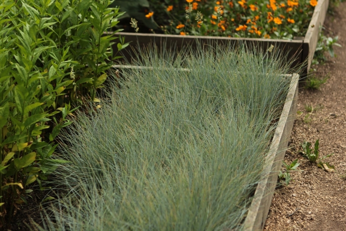 Овсяница сизая  festuca