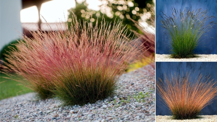 Мюленбергия волосовидная