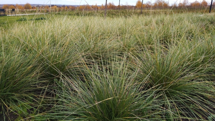 Овсяница мэра