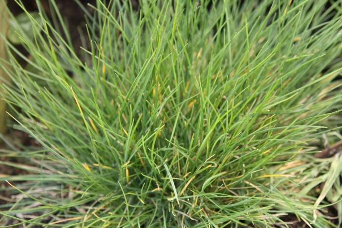Festuca rubra