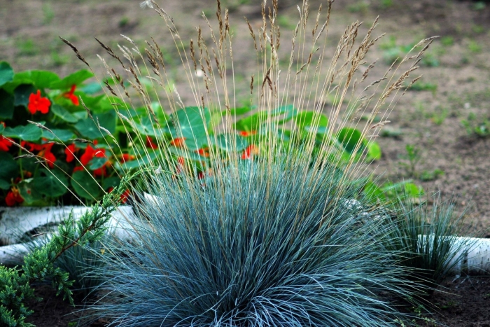 Овсяница сизая  festuca