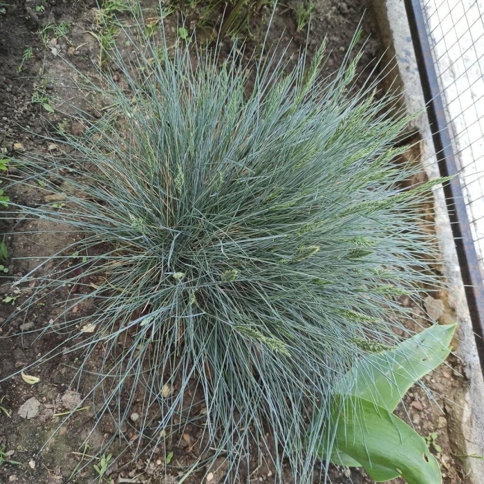 Овсяница сизая варна