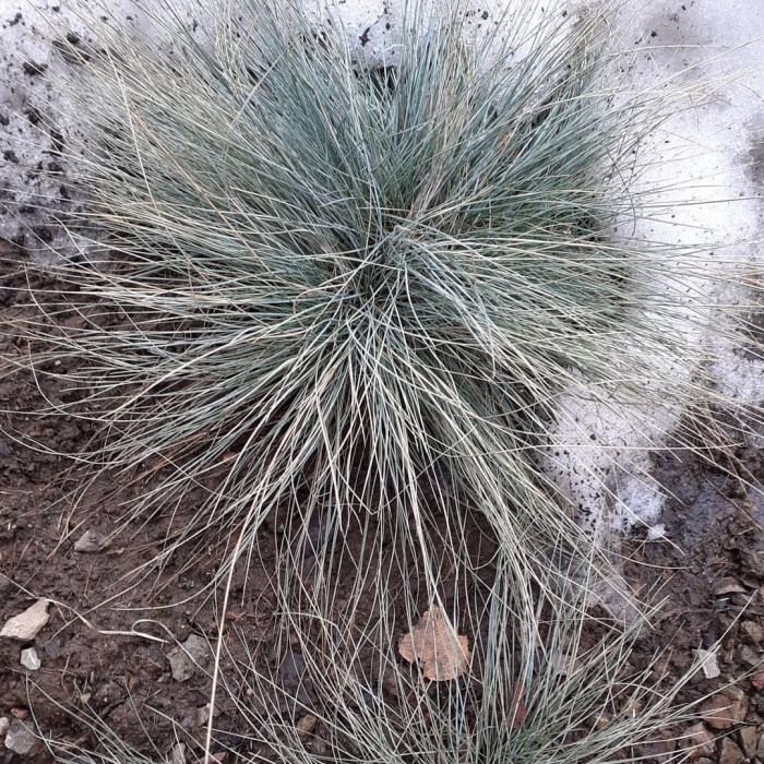 Овсяница валисская