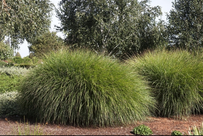 Мискантус китайский gracillimus