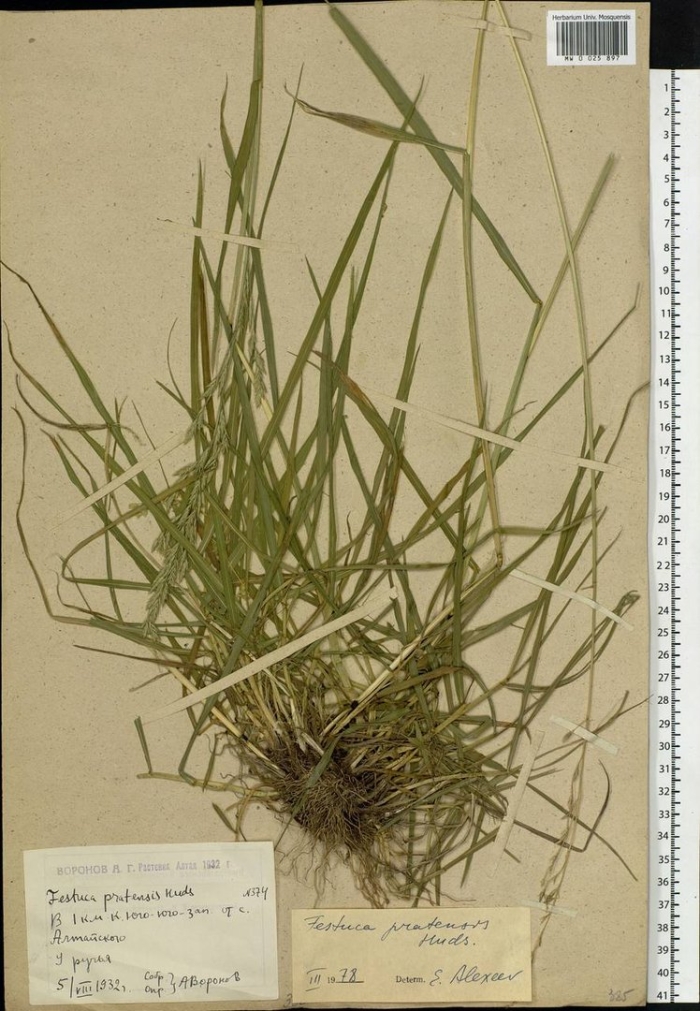 Овсяница тростниковая файнлон