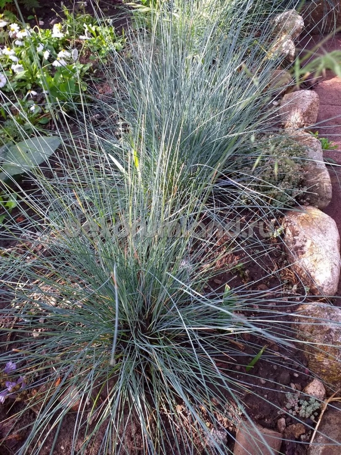 Овсяница фестука фестина