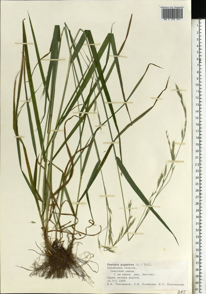 Коротконожка лесная brachypodium sylvaticum