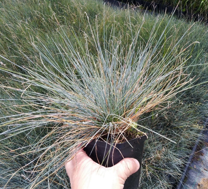 Овсяница шершаволистная