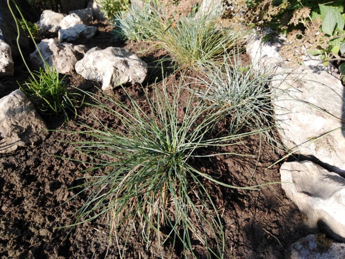 Овсяница фестука сизая