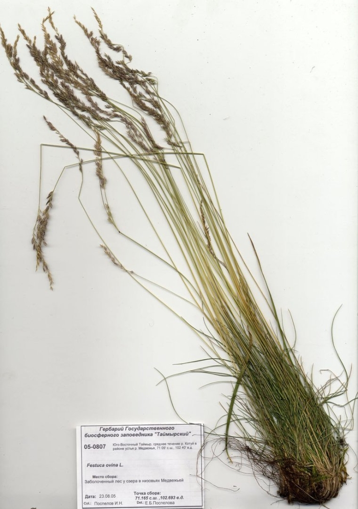 Овсяница овечья festuca ovina
