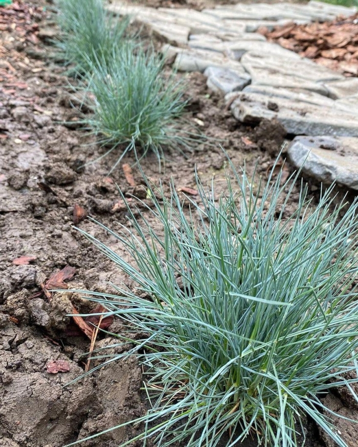 Овсяница сизая