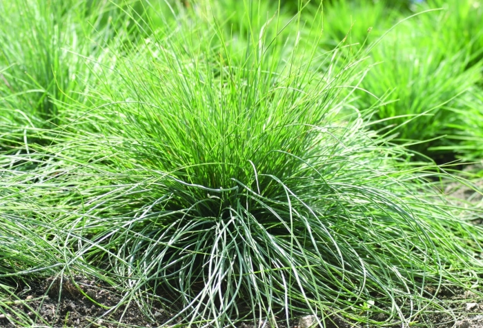 Овсяница (festuca)