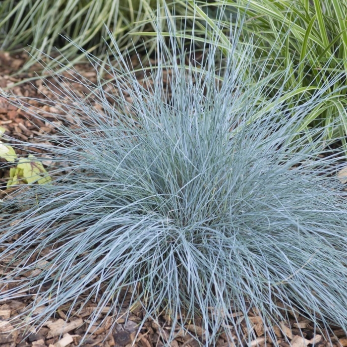 Овсяница сизая (festuca glauca 'varna')