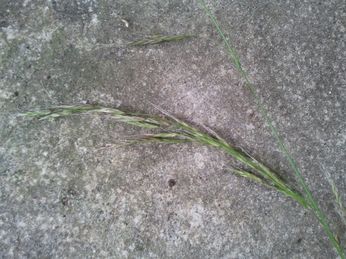 Овсяница тростниковая festuca arundinacea