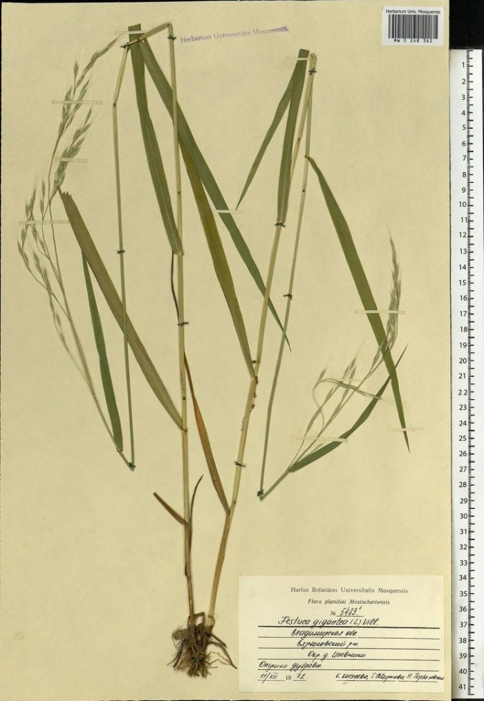 Кострец безостый (bromus inermis leyss