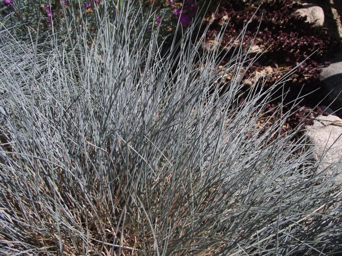 Овсяница festuca glauca