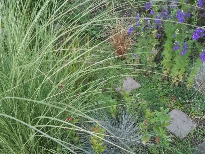 Мискантус монинг лайт