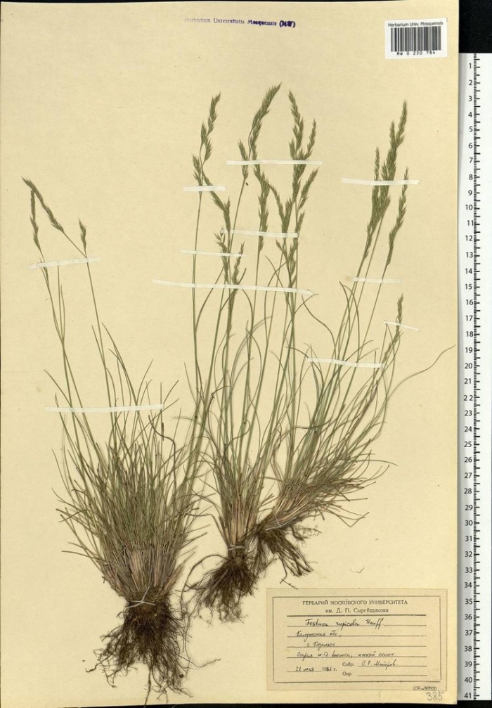 Овсяница каменистая