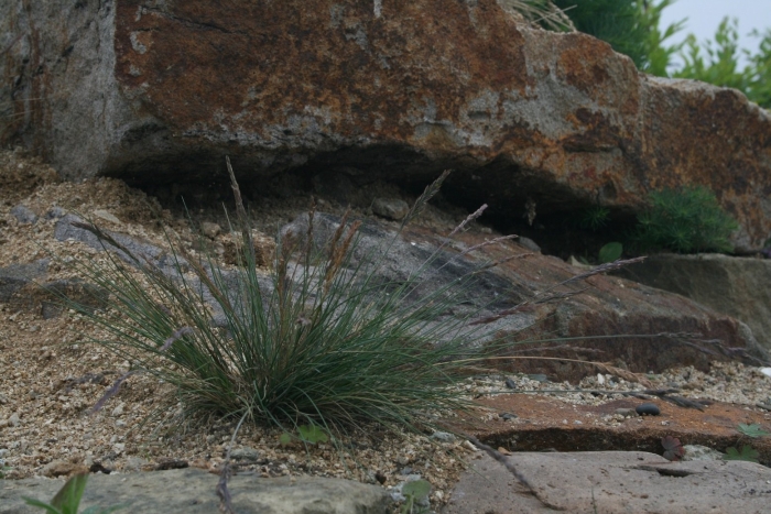 Овсяница валисская  glaucantha (festuca valesiaca)