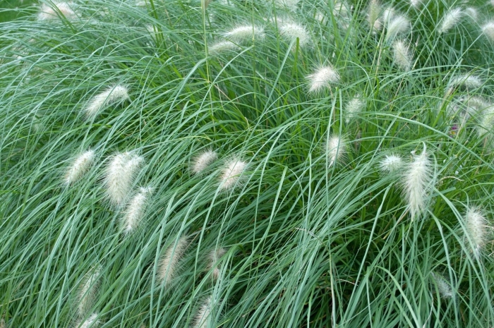 Перистощетинник (пеннисетум) мохнатый