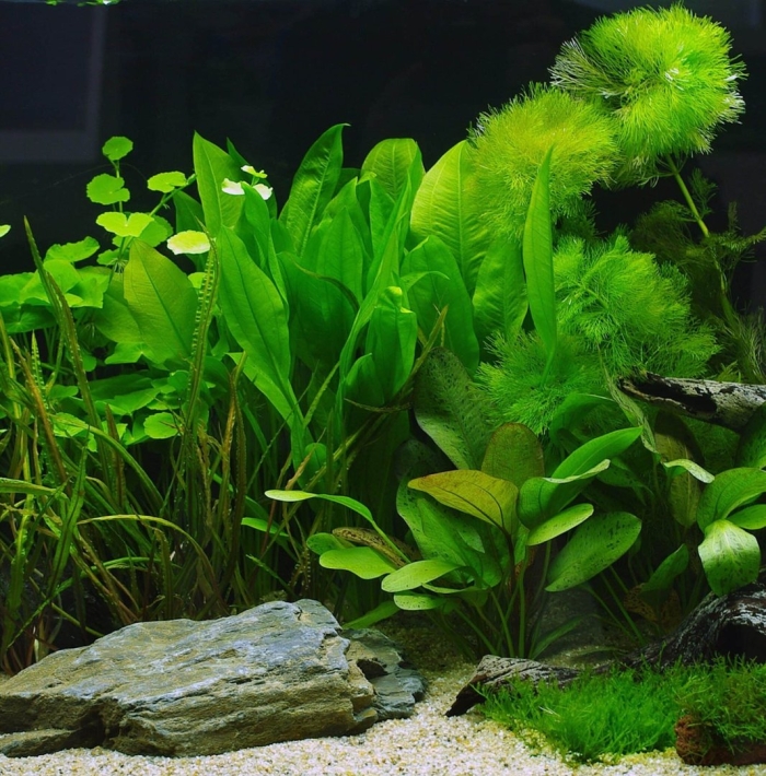 Аквариумное растение