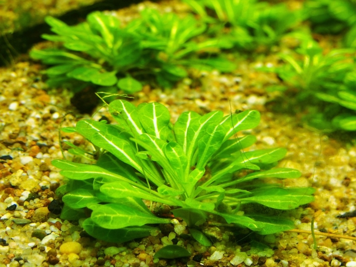 Самолус парвифлорус