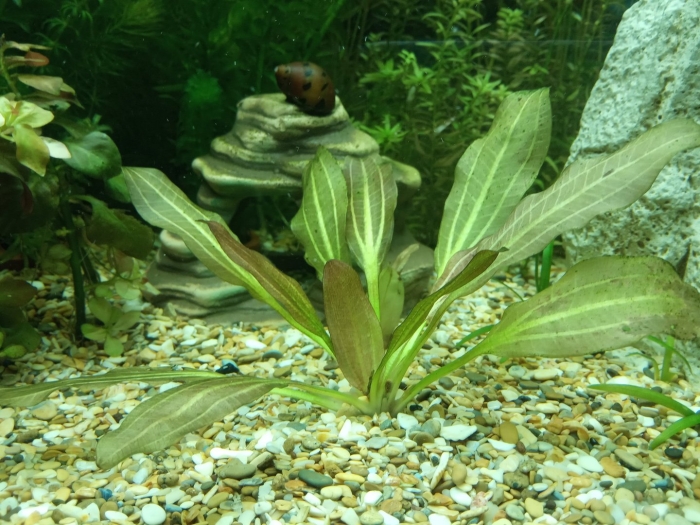 Эхинодорус квадрикостатус