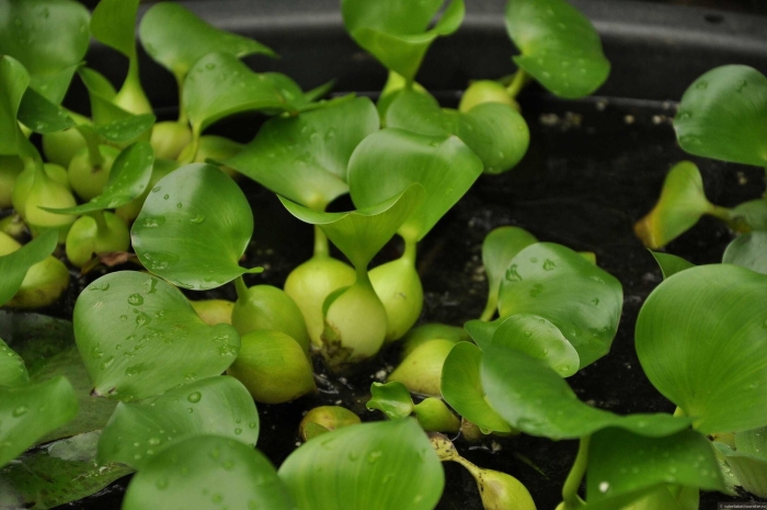 Эйхорния водный гиацинт