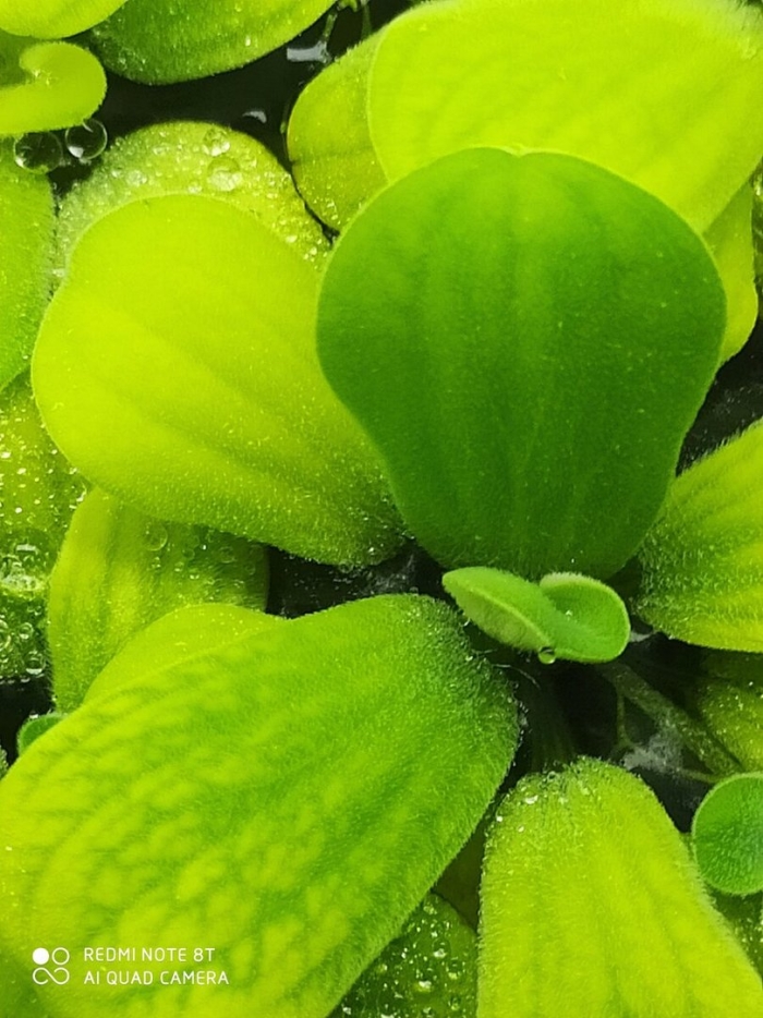 Плавающие растения