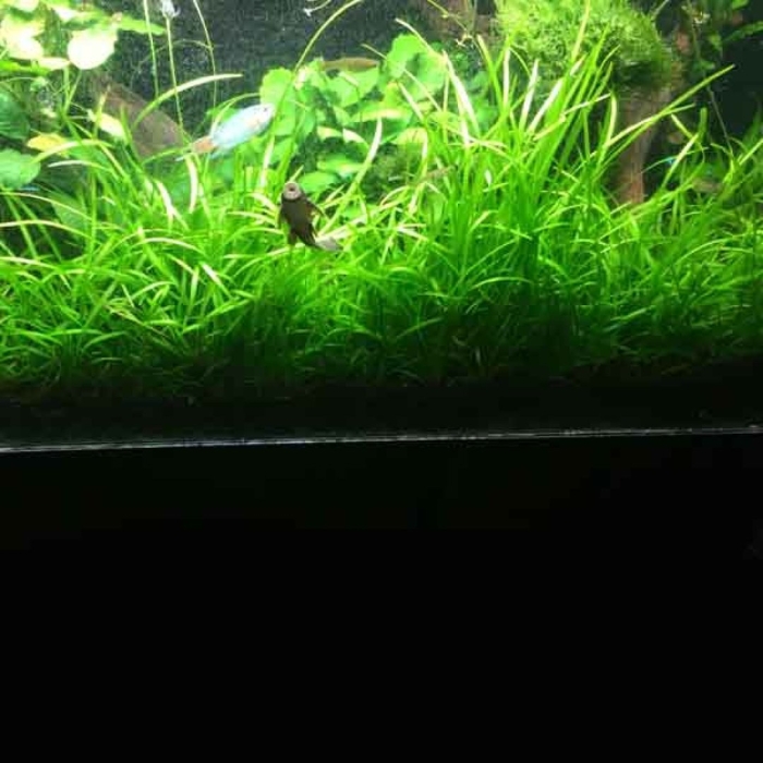 Сагиттария шиловидная