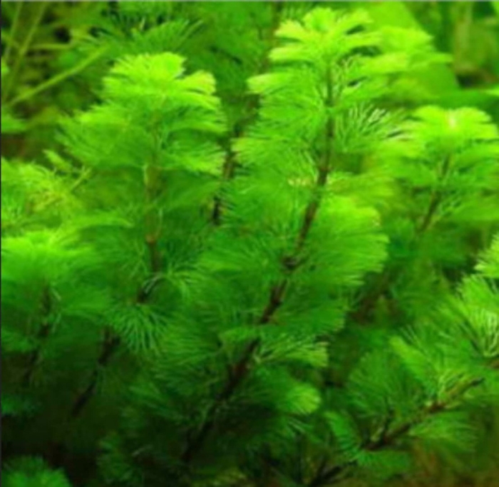 Кабомба каролинская