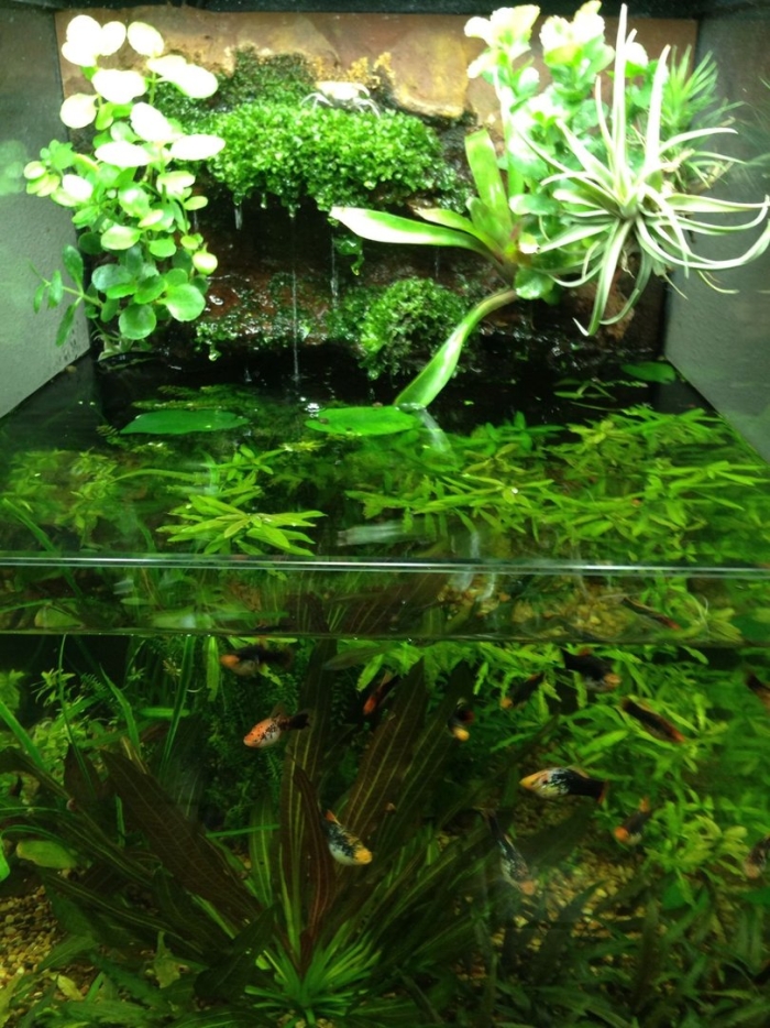 Надводные растения для аквариума