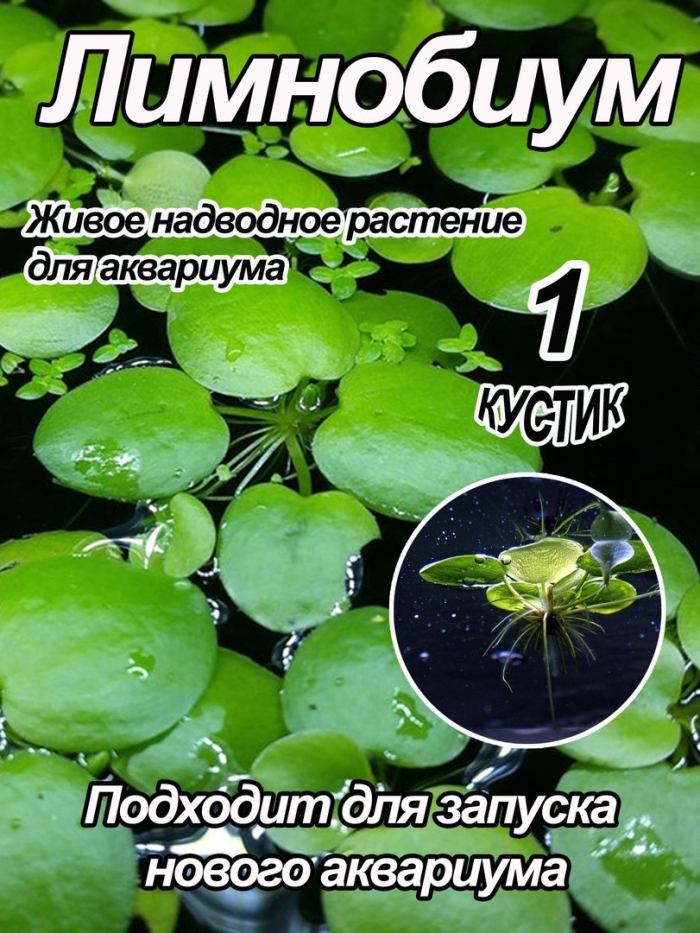 Лимнобиум аквариумное растение
