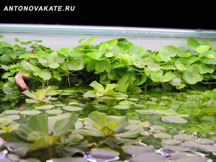 Щитолистник аквариумное растение