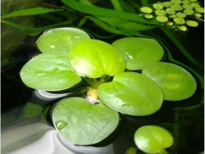 Лимнобиум лаевигатум амазон