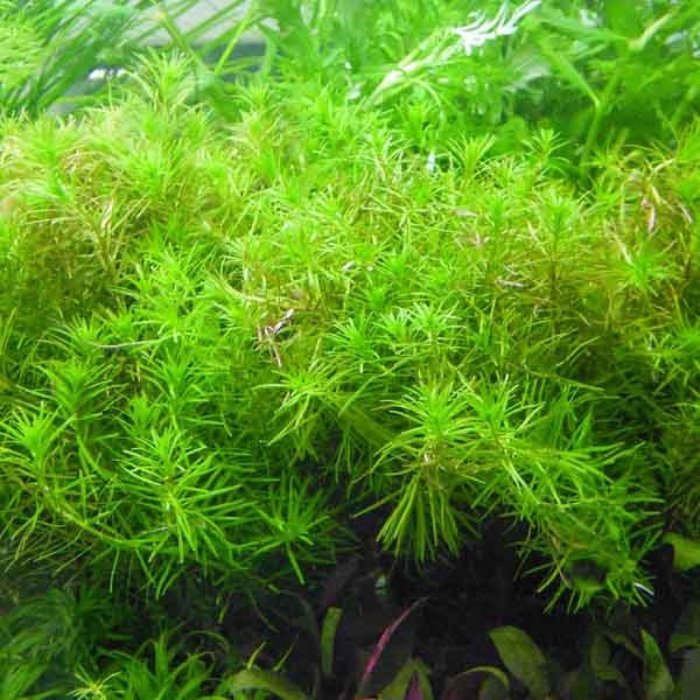 Дидиплис диандра