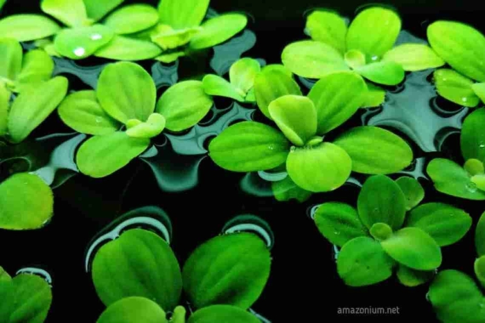 Аквариумное растение плавающее