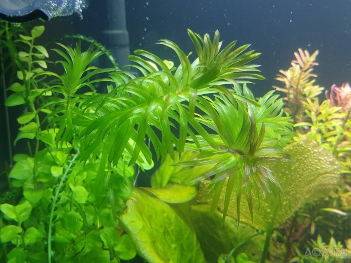 Элодея аквариумное растение