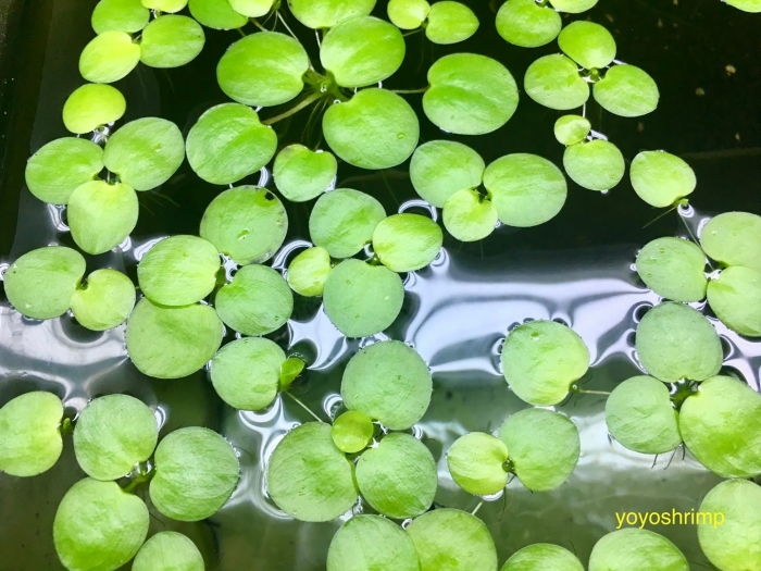 Лимнобиум пистия