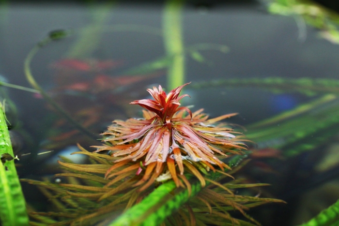 Людвигия инклината куба