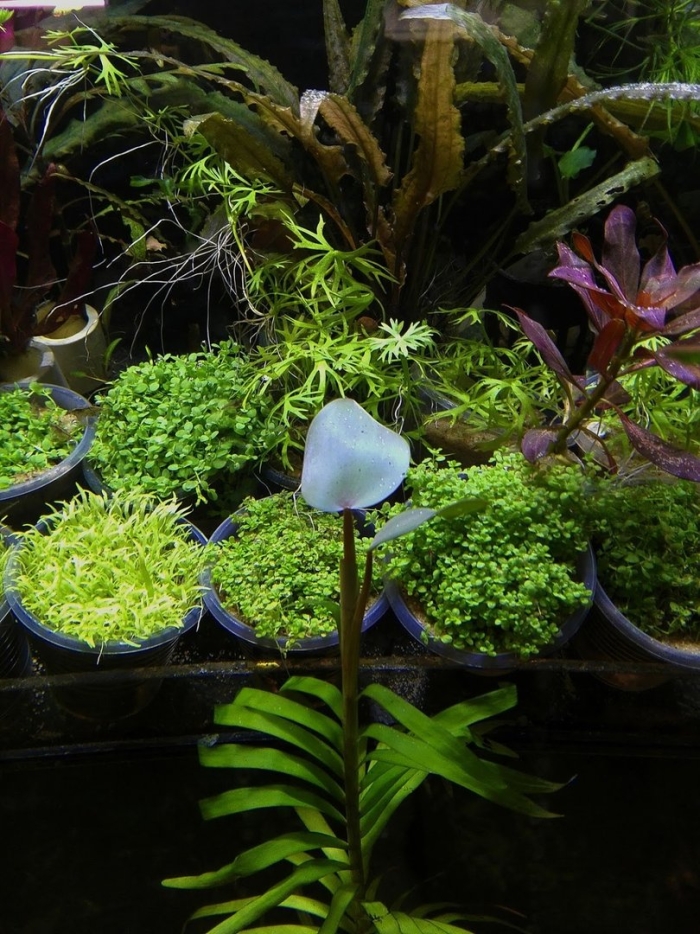 Эйхорния лазоревая