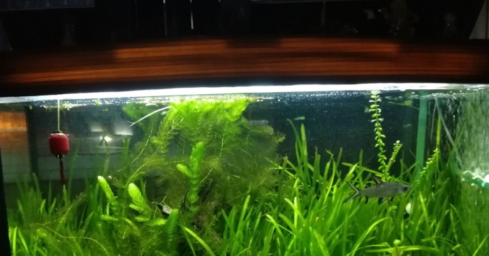 Эхинодорус квадрикостатус