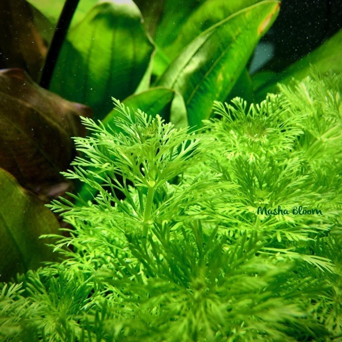 Лимнофила амбулия водная