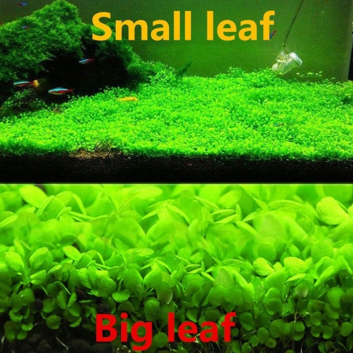 Глоссостигма аквариумное растение