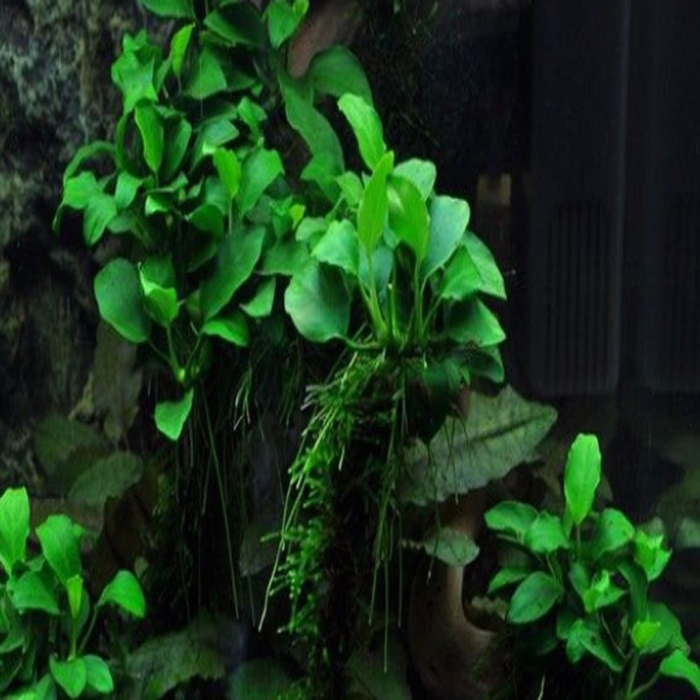 Анубиас палюдариум