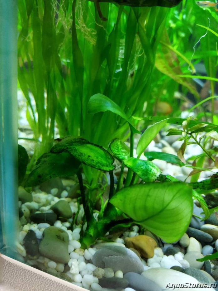 Аквариумное растение