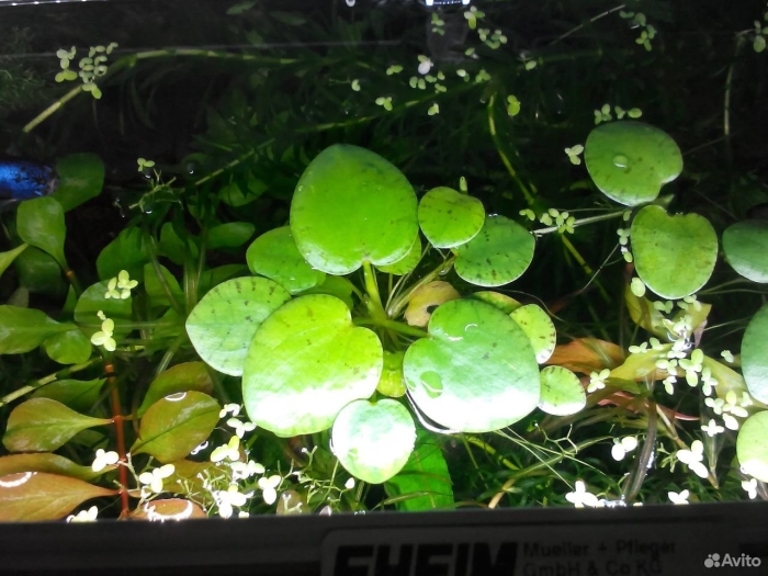 Лимнобиум побегоносный